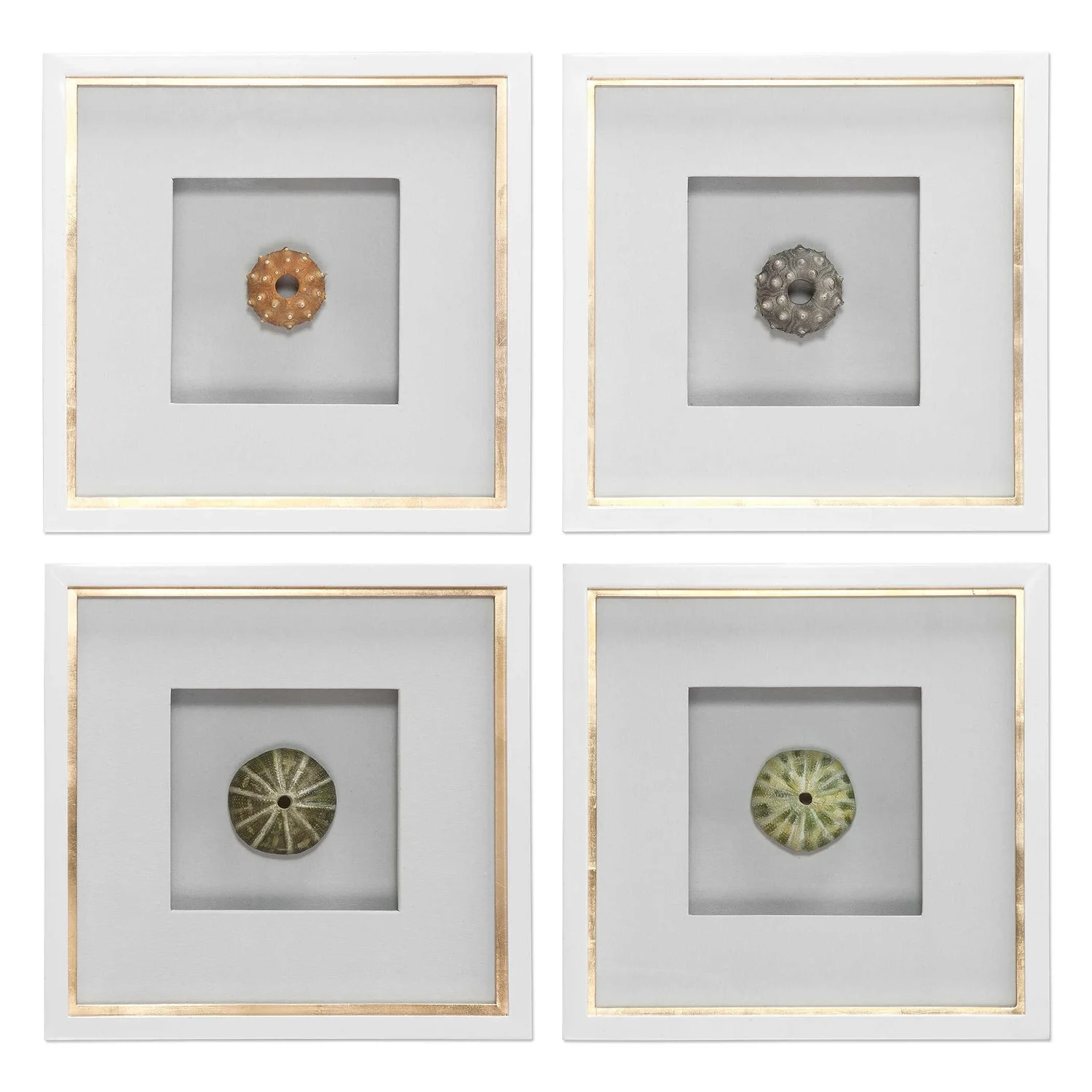 41550_2_.jpg Картина Sea Urchins (комплект 4 шт.) — изображение 1